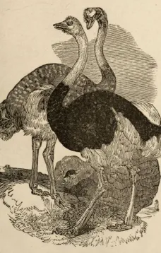 The Practical Ostrich Feather Dyer