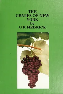 The Grapes of New York