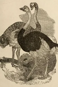 The Practical Ostrich Feather Dyer