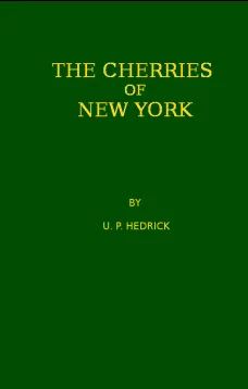 The Cherries of New York