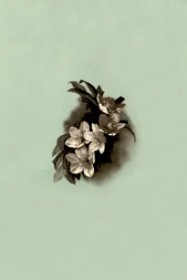 Christmas Roses