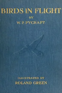 Birds in Flight